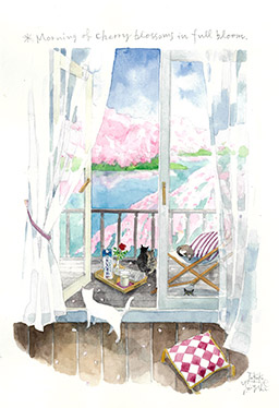 Morning of cherry blossoms in full bloom.